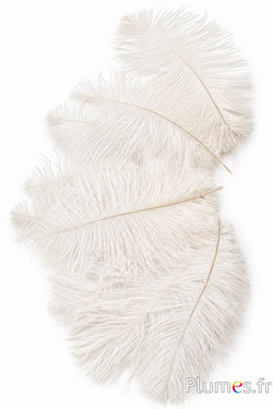 Struisvogel  - 13-18 cm - creme